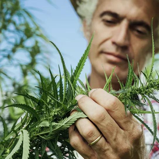 El Departamento de Agricultura de los EE UU publica el reglamento del cáñamo