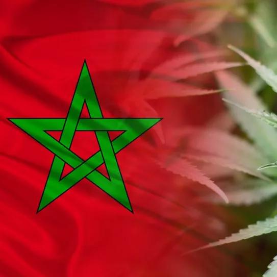Marruecos discute hoy la regulación del cannabis para fines medicinales