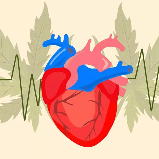 El cannabis no provoca efectos cardiovasculares graves según una revisión de estudios