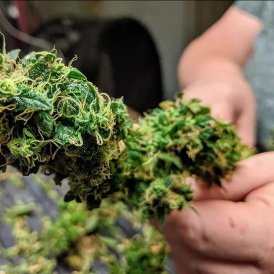 Los agricultores de Washington temen que la obtención de THC desde el CBD arruine su negocio