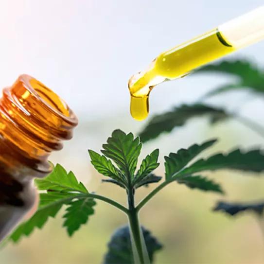 Lituania regula el uso y producción de CBD