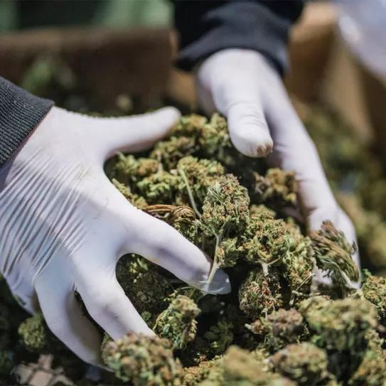 Empresarios del cáñamo piden la regulación del delta-8-THC en EE UU