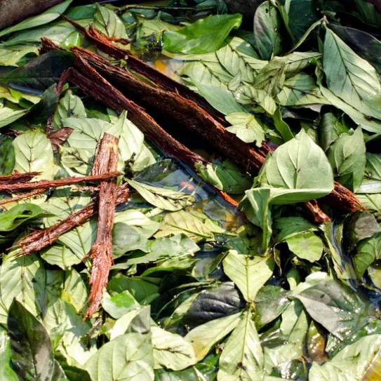 Un estudio evaluará el efecto de la ayahuasca en la prevención del duelo prolongado