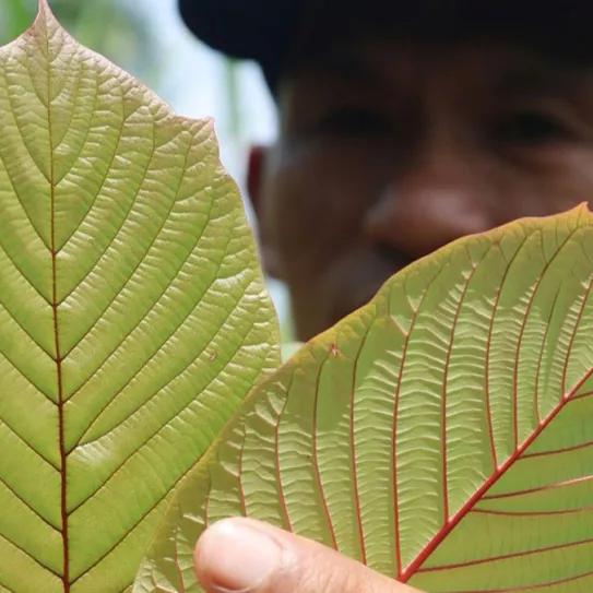 Tailandia anulará los procesos penales de 12.000 personas por uso o tráfico de kratom 