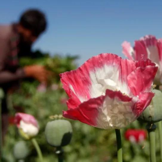 La toma de Afganistán, un país marcado por la producción de opio, puede alterar el mercado de la heroína