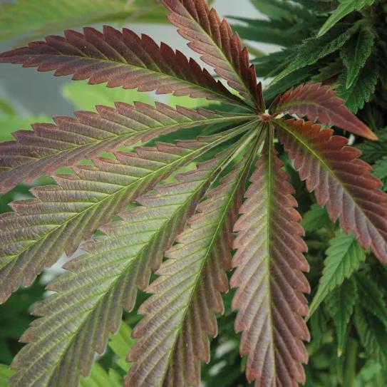 Colores otoñales en el cannabis: los cogollos morados, rojizos o azules
