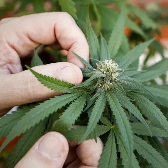 Detenido un hombre de 62 años por cultivar ocho plantas de cannabis en su corral 