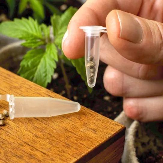 El sector de los grow shops españoles se organiza en un gremio nacional 