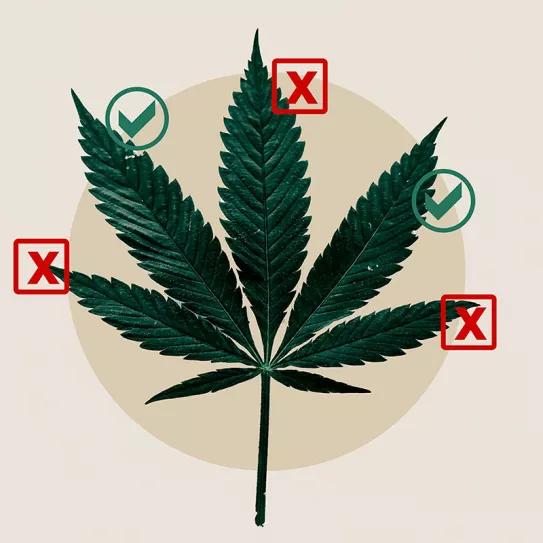 La subcomisión continúa enfatizando los riesgos del cannabis por encima de los beneficios