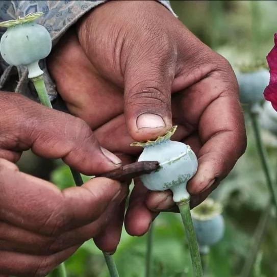 https://canamo.net/noticias/mundo/los-talibanes-prohiben-el-cultivo-de-opio-en-afganistan
