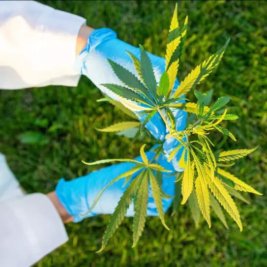 Las empresas españolas del cannabis medicinal se unen en una asociación 