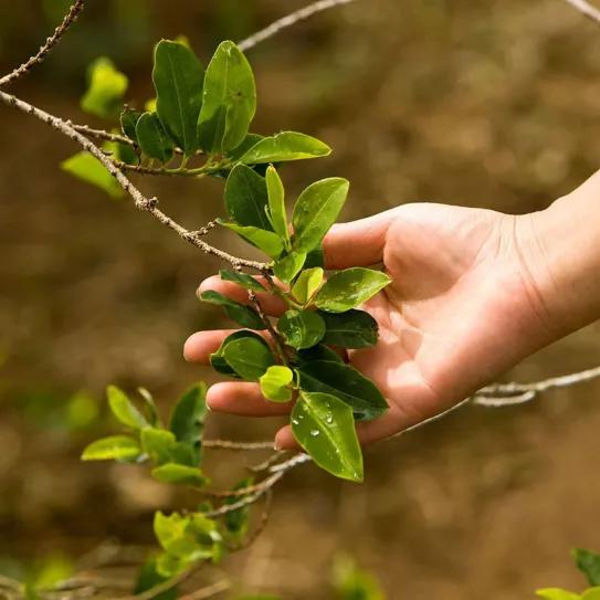 Congresistas colombianos anuncian una ley para regular la coca, los hongos y la amapola de opio
