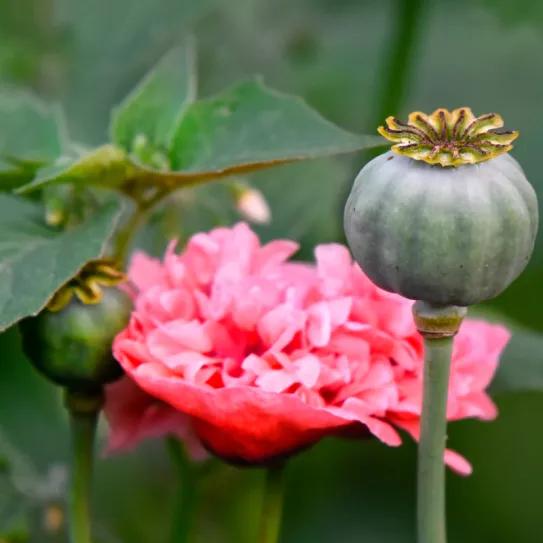 Regular los cultivos de opio para las frenar las sobredosis 