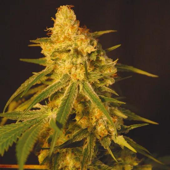 El aroma también coloca: los terpenos en el cannabis 