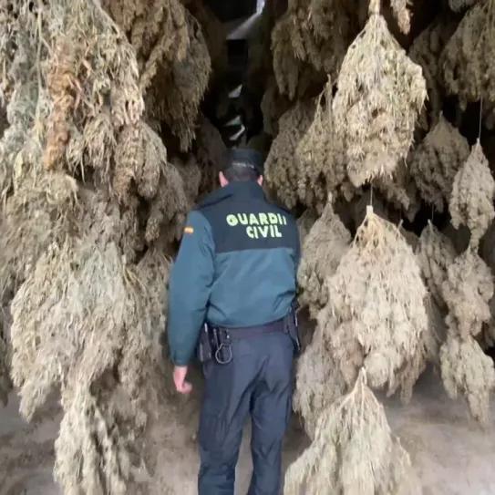 Era CBD pero la policía se llevó 8 toneladas e intervino la empresa 