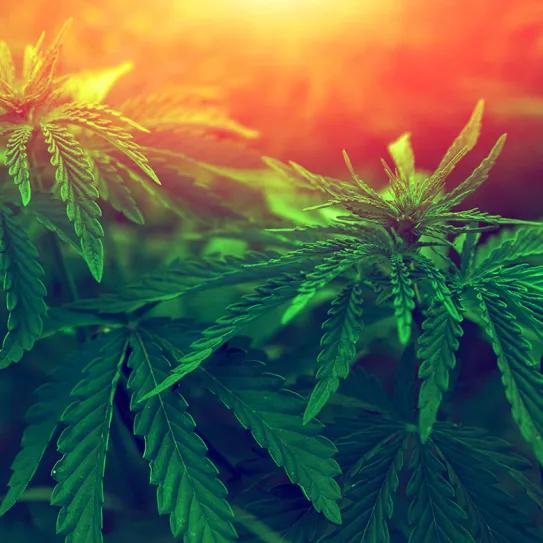 Agricultores de la India piden que se regule el cultivo de cannabis