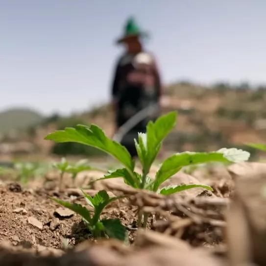Marruecos, entre el hachís tradicional y el futuro cannabis farmacéutico 