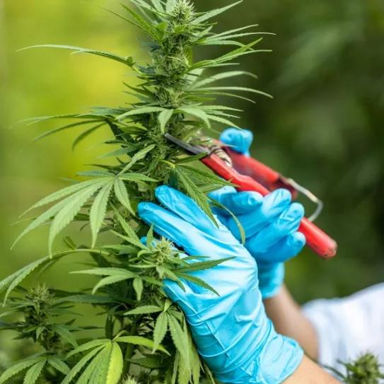Argentina crea la Agencia Nacional del Cannabis 