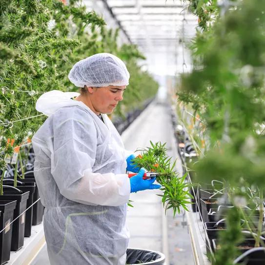 Portugal ya tiene 34 empresas con licencias de cannabis medicinal