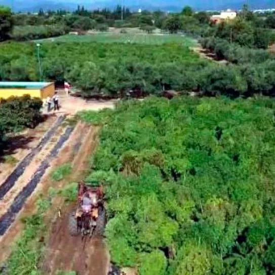 Imagen aérea de una de las plantaciones ilegales de marihuana en el Camp de Tarragona.