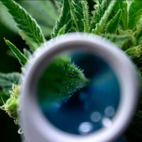 El Departamento de Salud de EE UU está revisando la prohibición de la marihuana