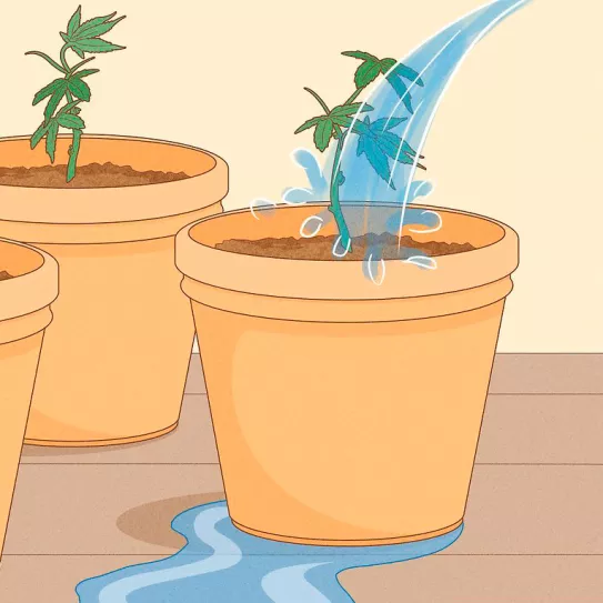 Se puede reutilizar el agua que drena de las macetas