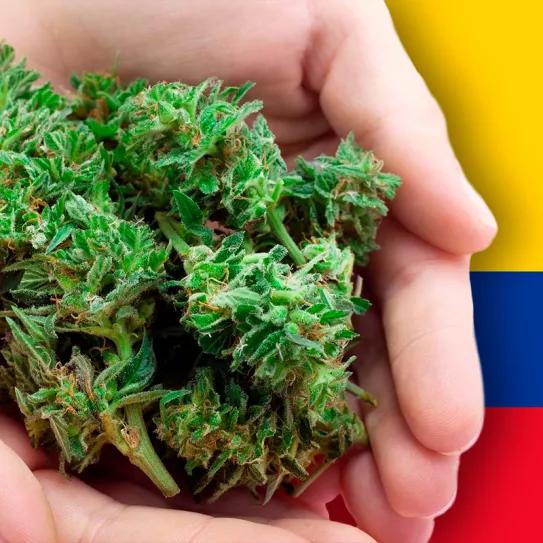 Los legisladores colombianos volverán a presentar la ley de cannabis en un mes