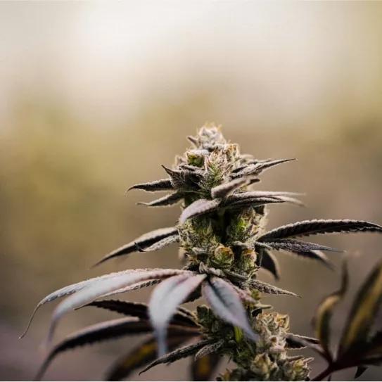 Cogollo de cannabis sativa sano en floración