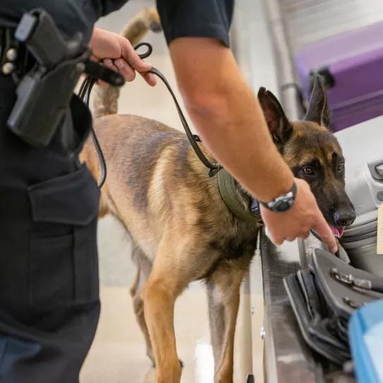 Perros policía: más errores que aciertos al detectar drogas