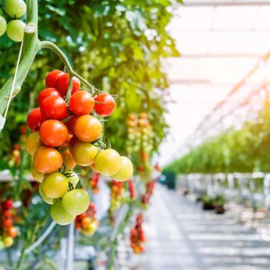 Compañías canadienses de cannabis se pasan a las frutas por la saturación del mercado 