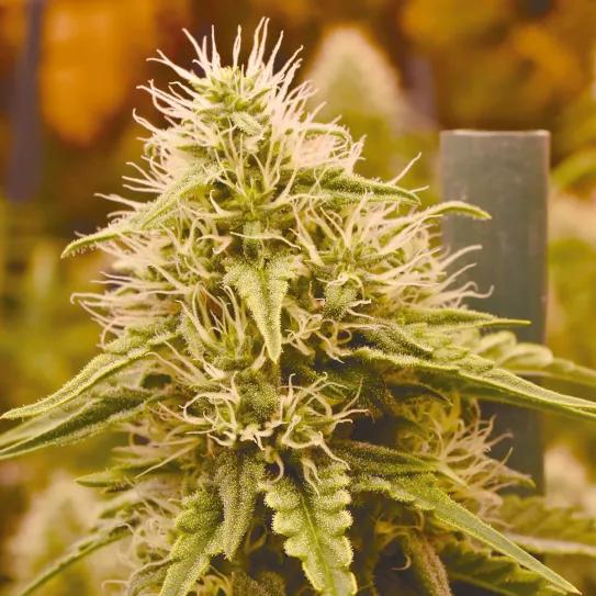 Los tres factores clave del cultivo: iluminación, humedad y temperatura 