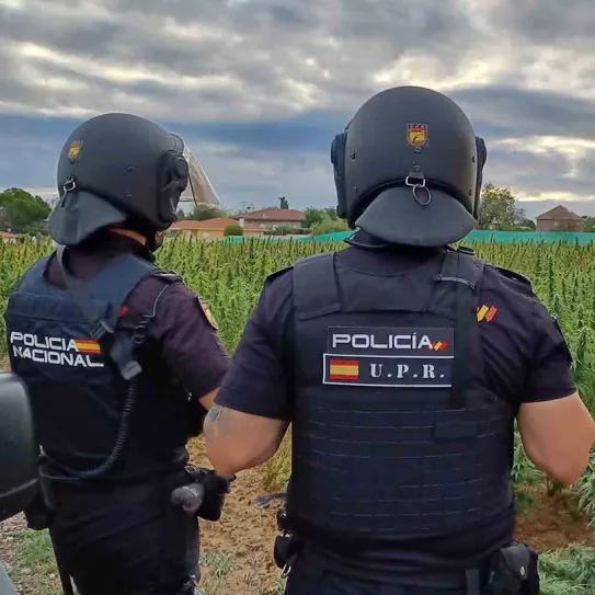 La policía busca refuerzos para desmantelar plantaciones de marihuana en España 