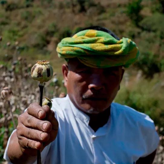 Myanmar supera a Afganistán como principal productor de opio en el mundo