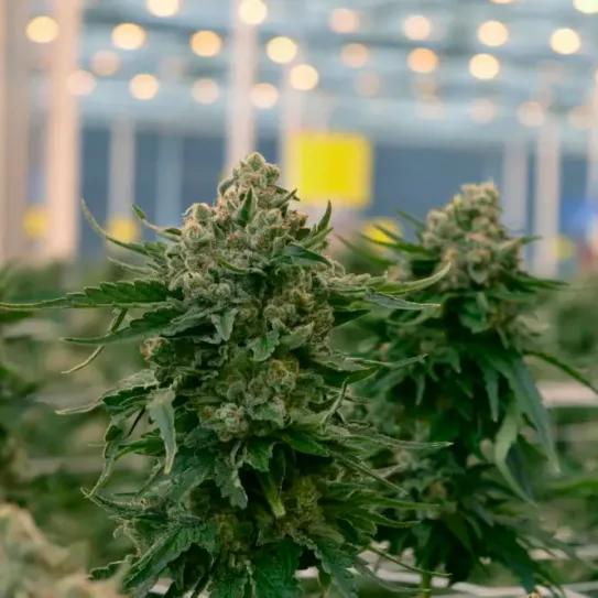 Una empresa de Soria firmó un acuerdo para exportar cannabis a Canadá