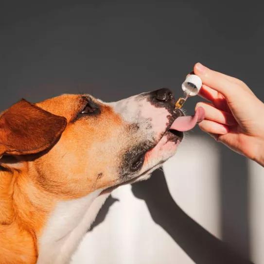 El CBD reduce el estrés y ansiedad que sufren los perros cuando viajan en coche