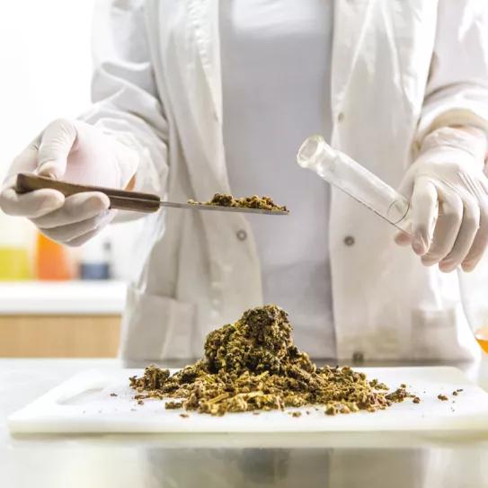 Argentina: realizan la primera competencia entre laboratorios de Sudamérica que analizan cannabis