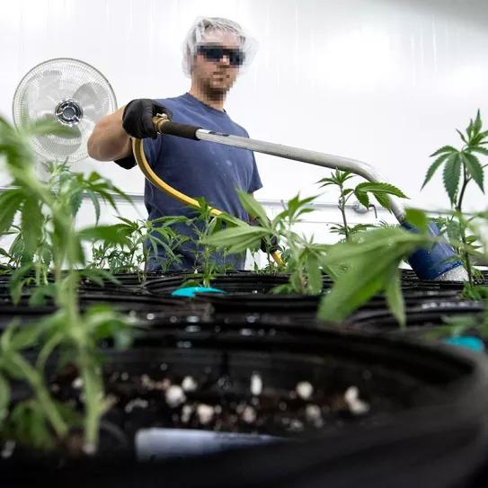 California: los cultivos ilegales de cannabis consumen más agua que los que tienen licencia