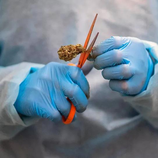 Uruguay: empresarios del cannabis medicinal exigen medidas al Gobierno para reactivar la industria
