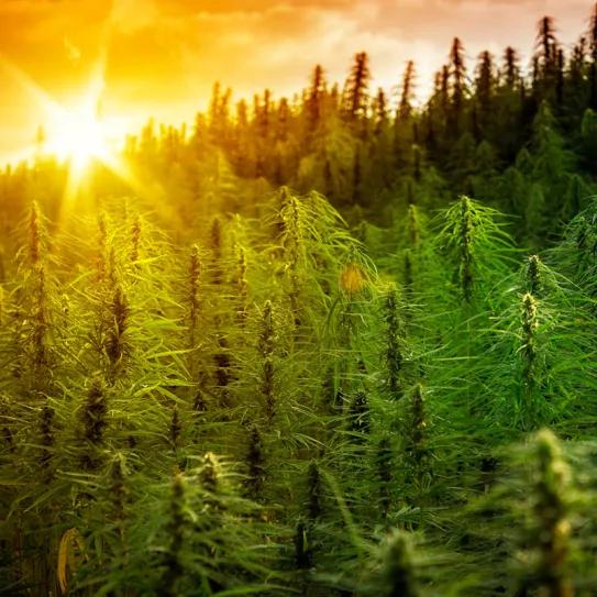Es posible que el cannabis resista a la crisis climática