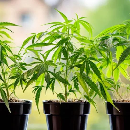 Costa Rica presentan un proyecto de ley para permitir el autocultivo de cannabis