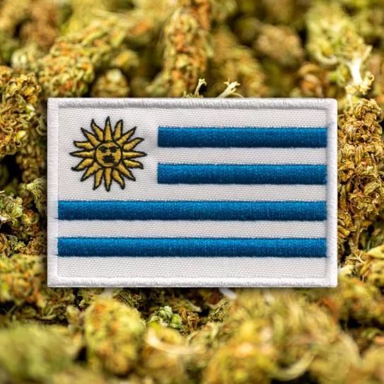 El retroceso de la marihuana en Uruguay 