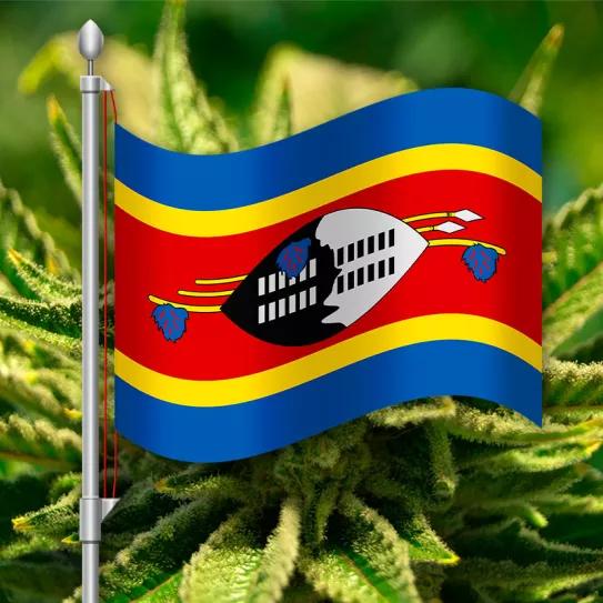 Eswatini cambiará una ley colonial para regular el cannabis