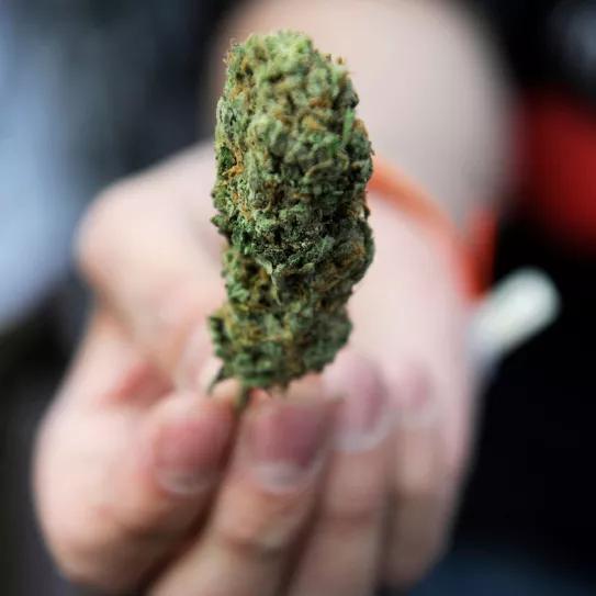 La legalización del cannabis no aumenta el consumo en los jóvenes