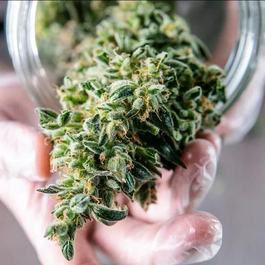 La DEA propone formalmente dejar de considerar al cannabis una droga peligrosa