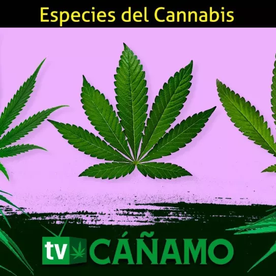 Clasificación del cannabis