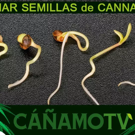 Germinar semillas de cannabis