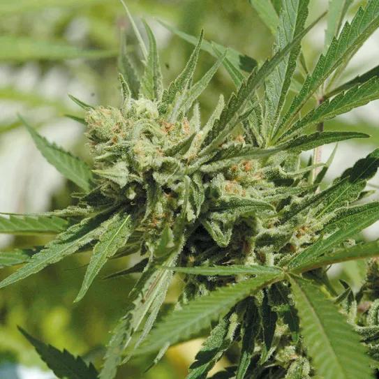 ¡Cosecha en julio!: la técnica de la floración forzada 