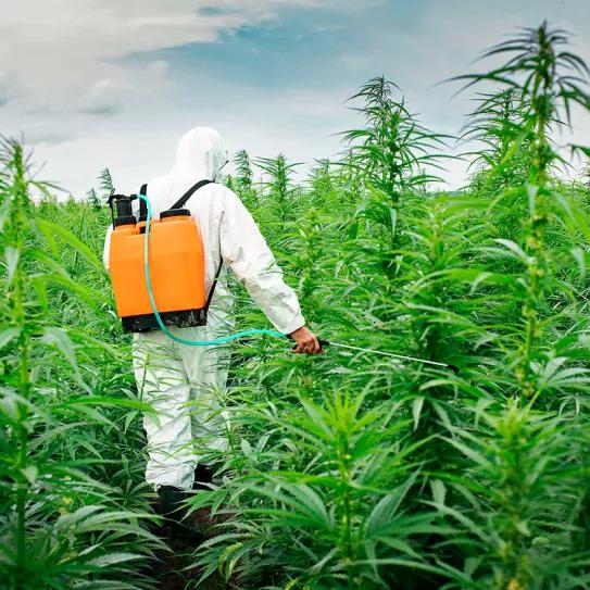 California enfrenta una crisis por la presencia de pesticidas en los productos de cannabis