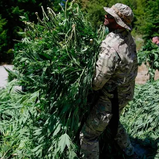 Incautan miles de plantas de cannabis cultivadas en parques nacionales de California