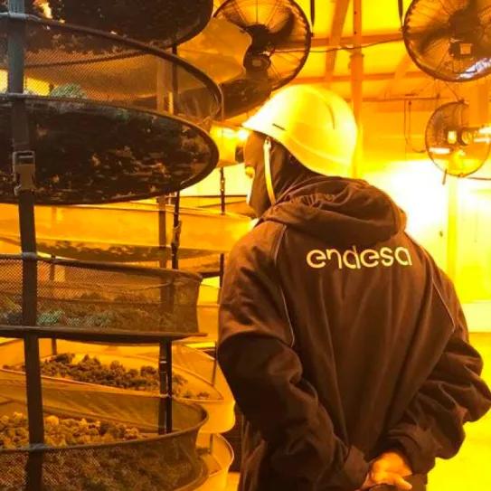 Endesa desconecta de la red eléctrica 7 plantaciones de cannabis al día